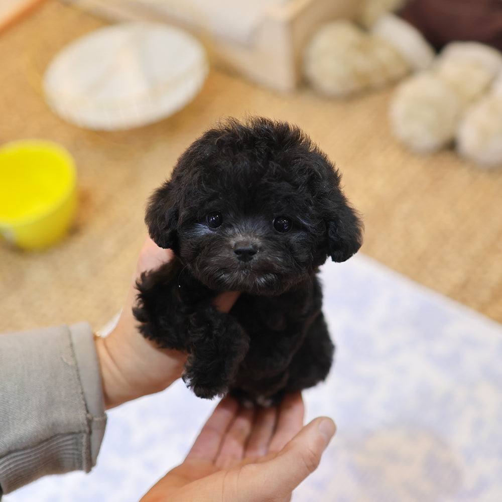 Poodle - Luna (Male) $3000