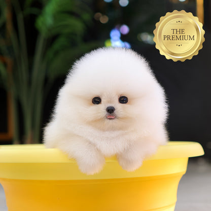 Pomeranian - Aong (Female) $5200