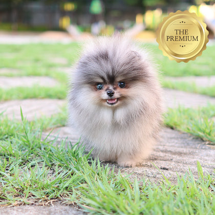 Pomeranian - Mao (Male) $4300