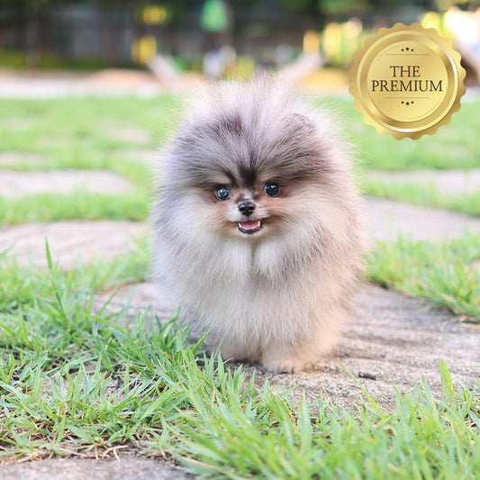 Pomeranian - Mao (Male) $4300