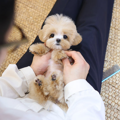 Maltipoo - Mallow (Female) $2300