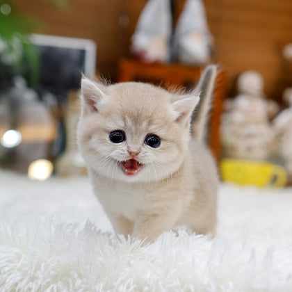 British Shorthair - Masi (Male)