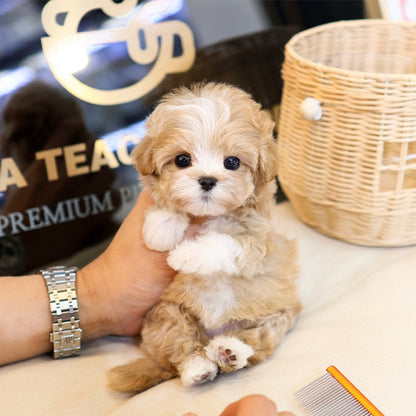 Maltipoo - Pika (Female)