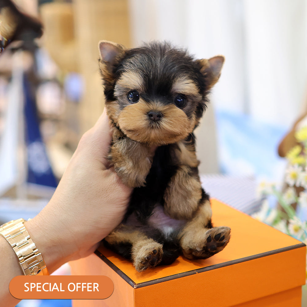 Yorkshire Terrier - Chikchok (Male) $2300