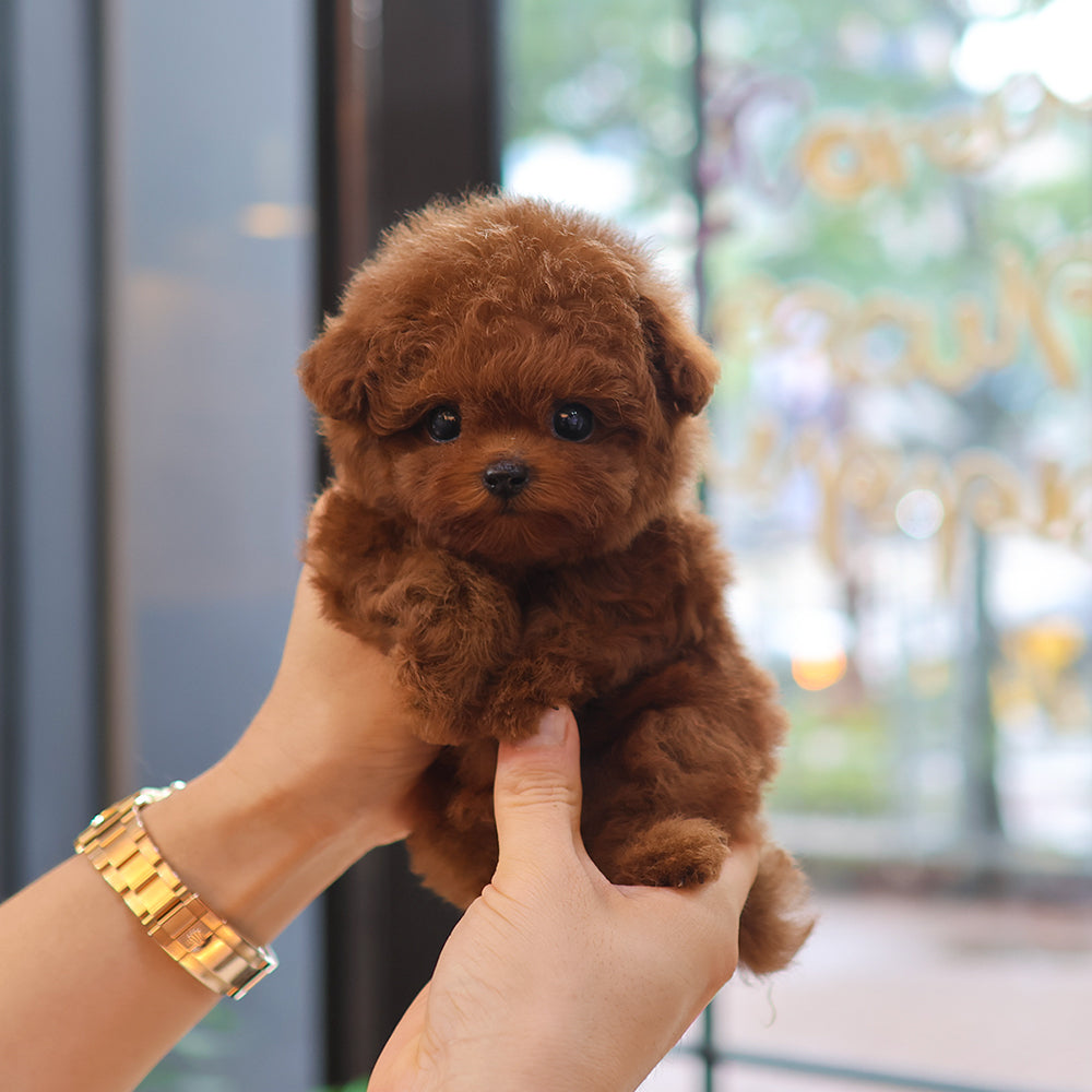 Poodle - Toto (Male) $3200