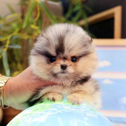 Pomeranian - Reon (Male)