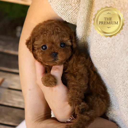 Poodle - Tina (Female)