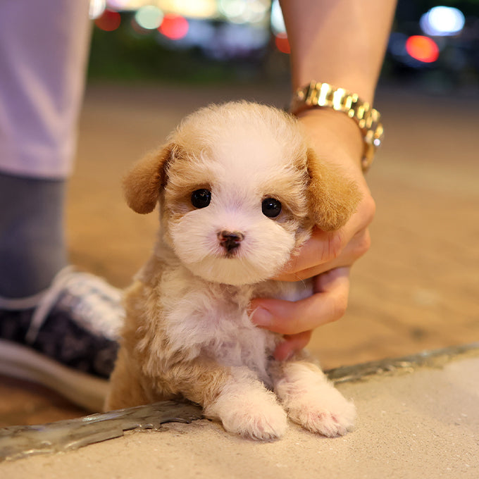 Poodle - Ojingeo (Male)