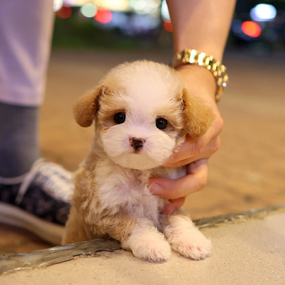 Poodle - Ojingeo (Male)