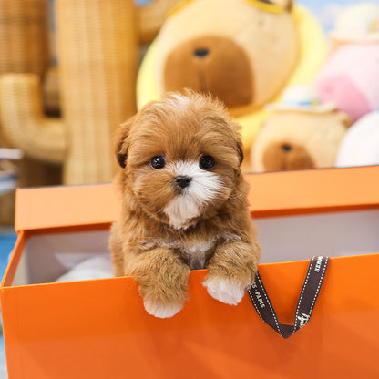 Maltipoo - Camel (Male) $3200