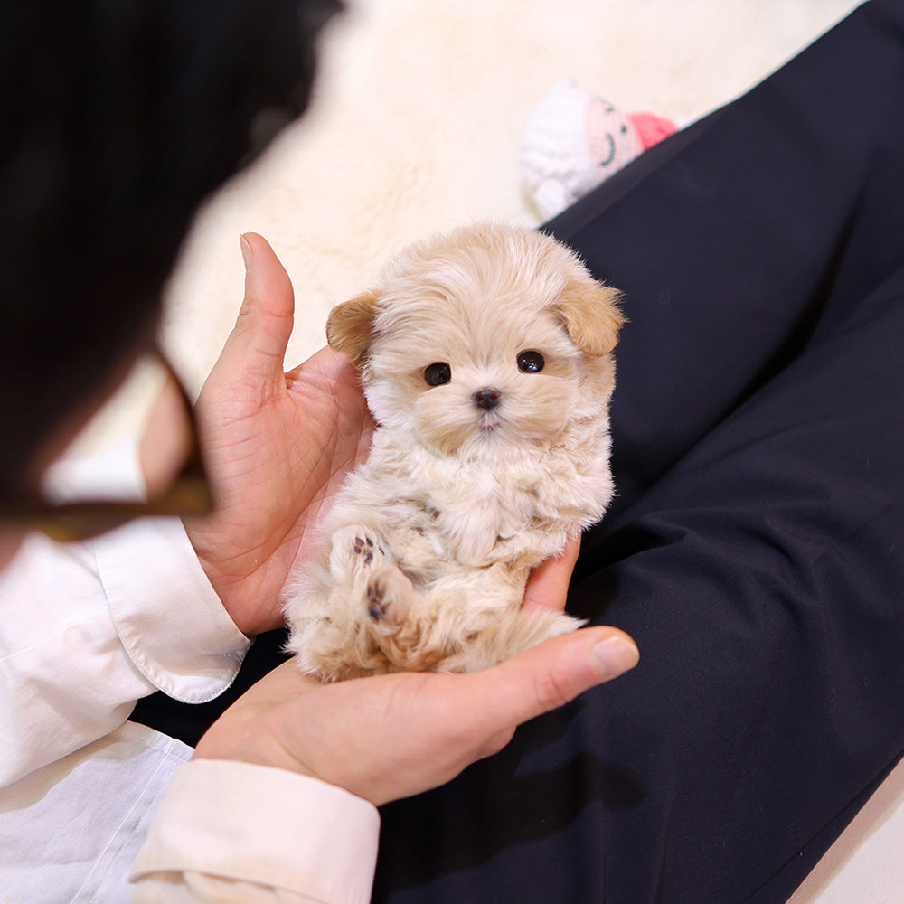 Maltipoo - Ttotto (Female) $3400