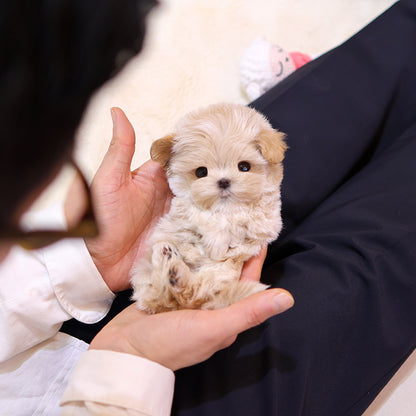 Maltipoo - Ttotto (Female) $3400