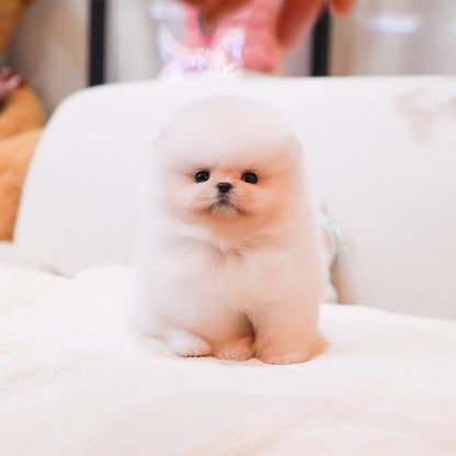 Pomeranian - Mumu (Male)