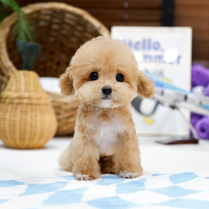 Poodle - Yeoreum (Female)