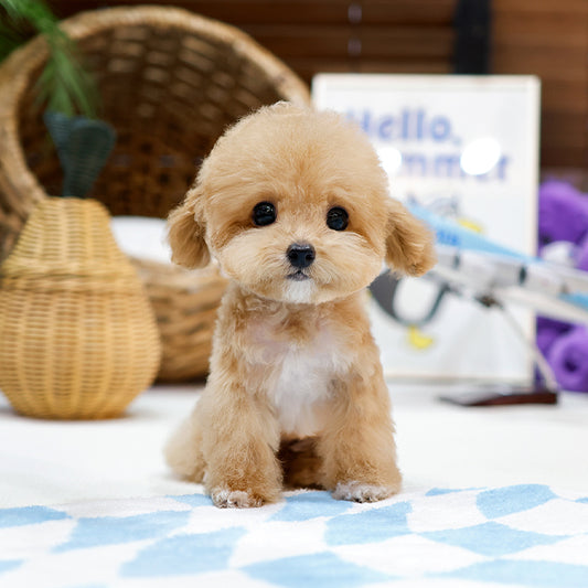 Poodle - Yeoreum (Female)