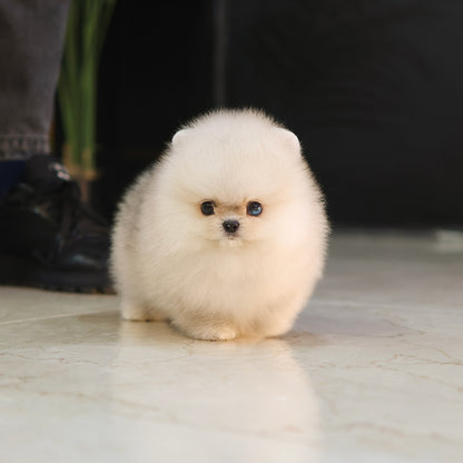 Pomeranian - Kkucha (Male) $4500