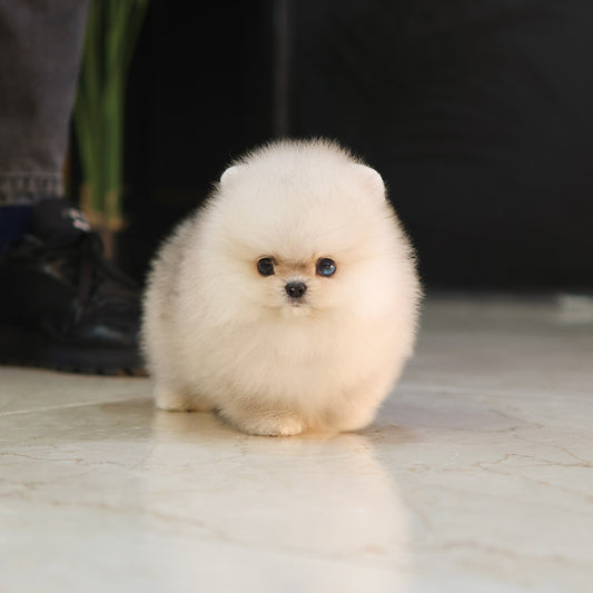 Pomeranian - Kkucha (Male) $4500