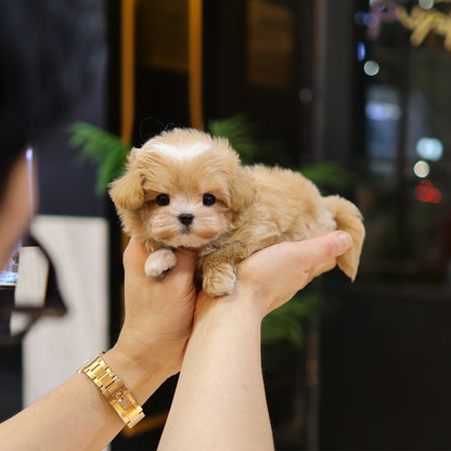 Maltipoo - Nanhwa (Female) $3200