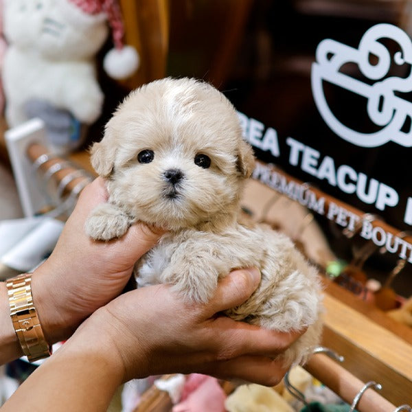 Maltipoo - Chipi (Female)