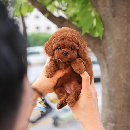 Poodle - Jerry (Female)