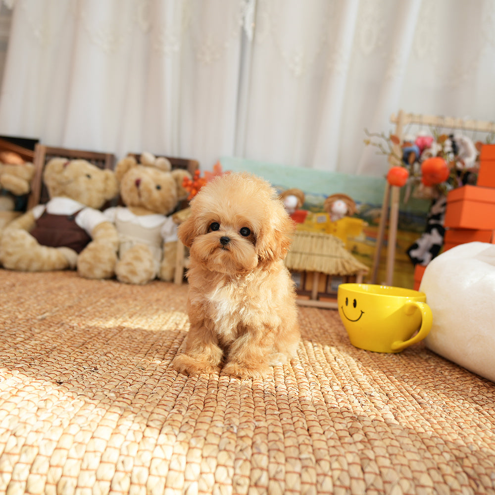 Poodle - Kkuni (Male) $2400