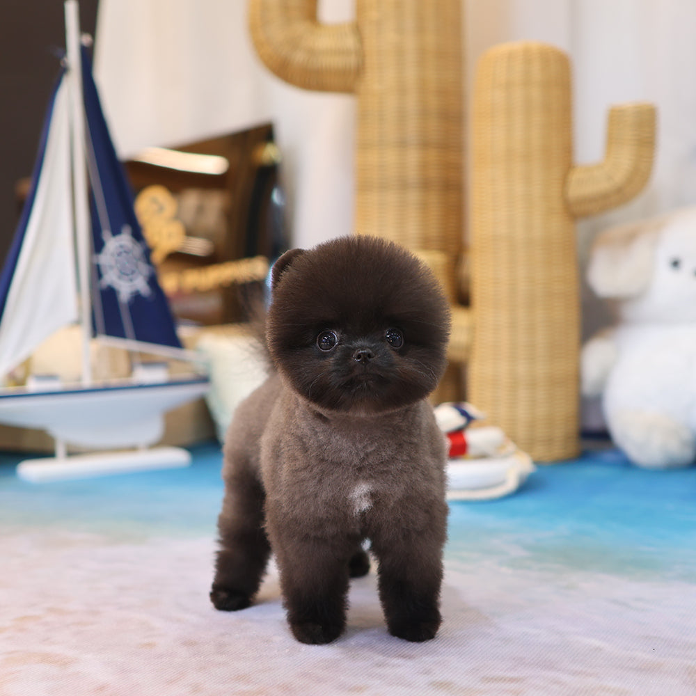 Pomeranian - Pungcha (Male)