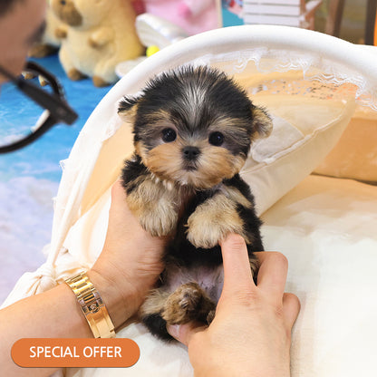 Yorkshire Terrier - Ttalgi (Male) $2400