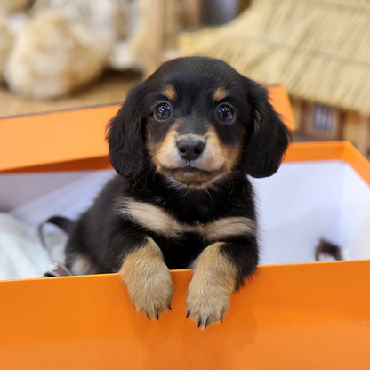 Dachshund - Sangsun (Female) $2800