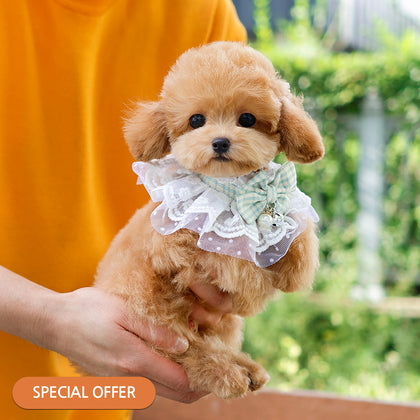 Poodle - Hose (Male) $2200