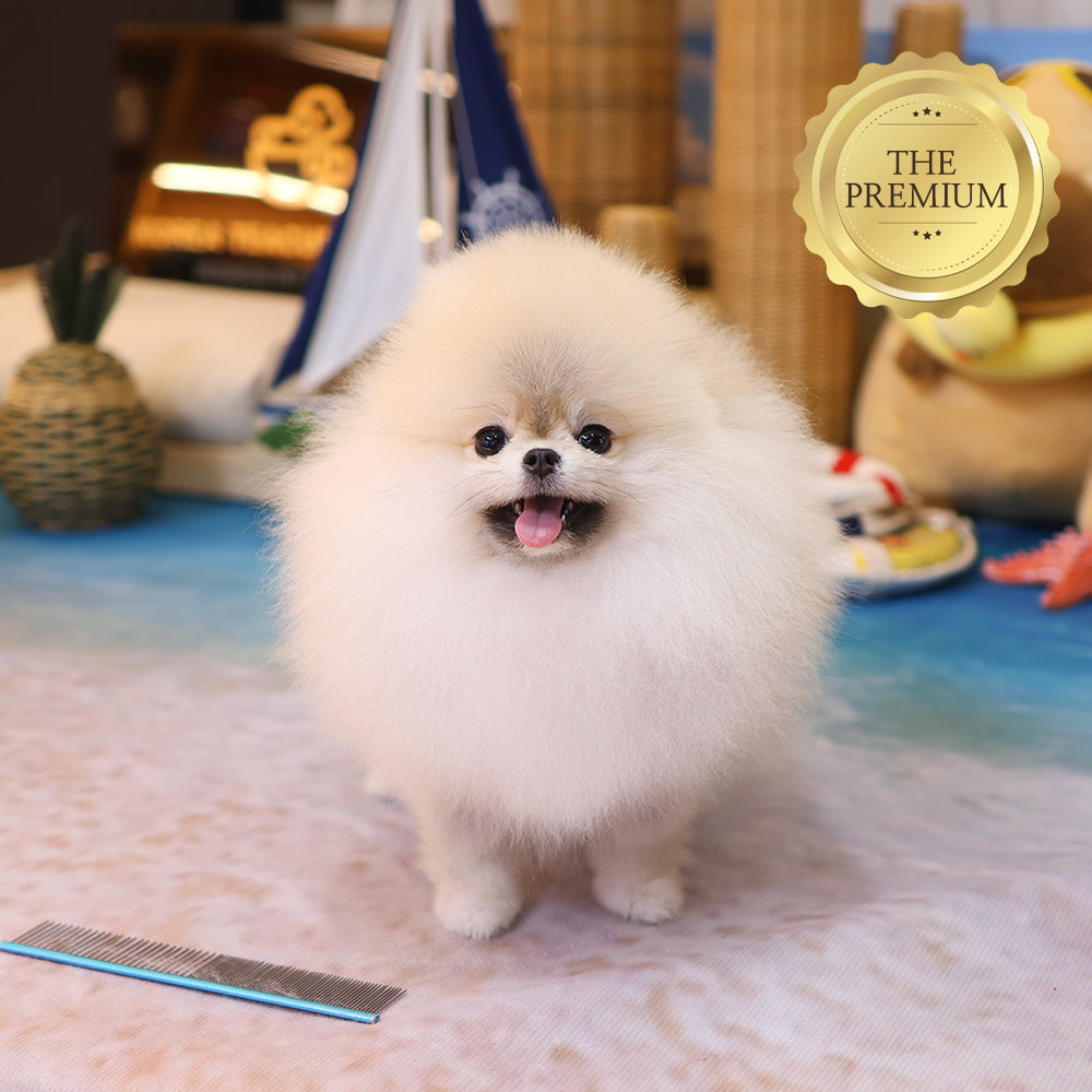 Pomeranian - Miwoo (Female) $9400