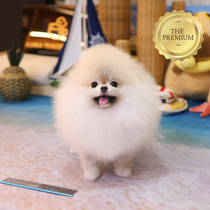 Pomeranian - Miwoo (Female) $9400