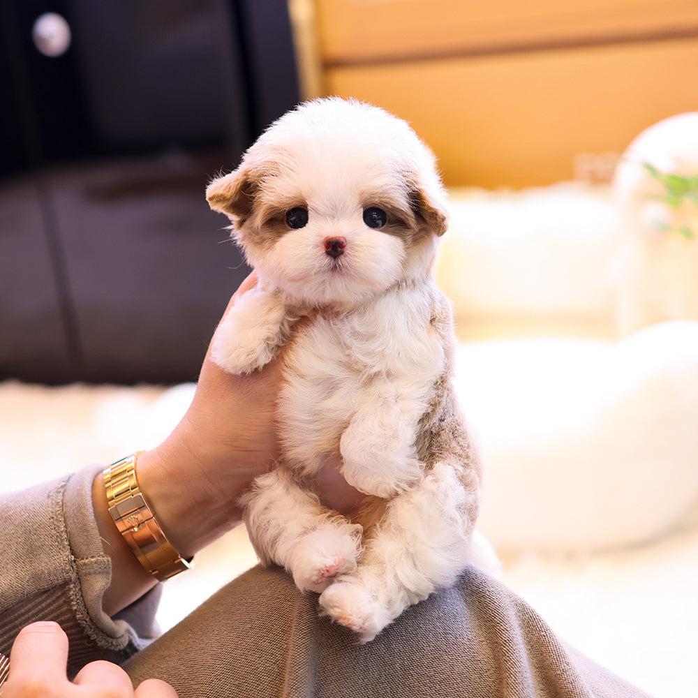 Maltipoo - Inhyeong (Female) $4500