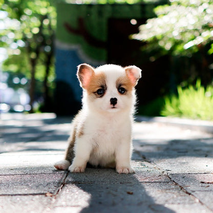 Welsh Corgi - Bachip (Female)
