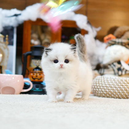 Ragdoll - Gongju (Female)