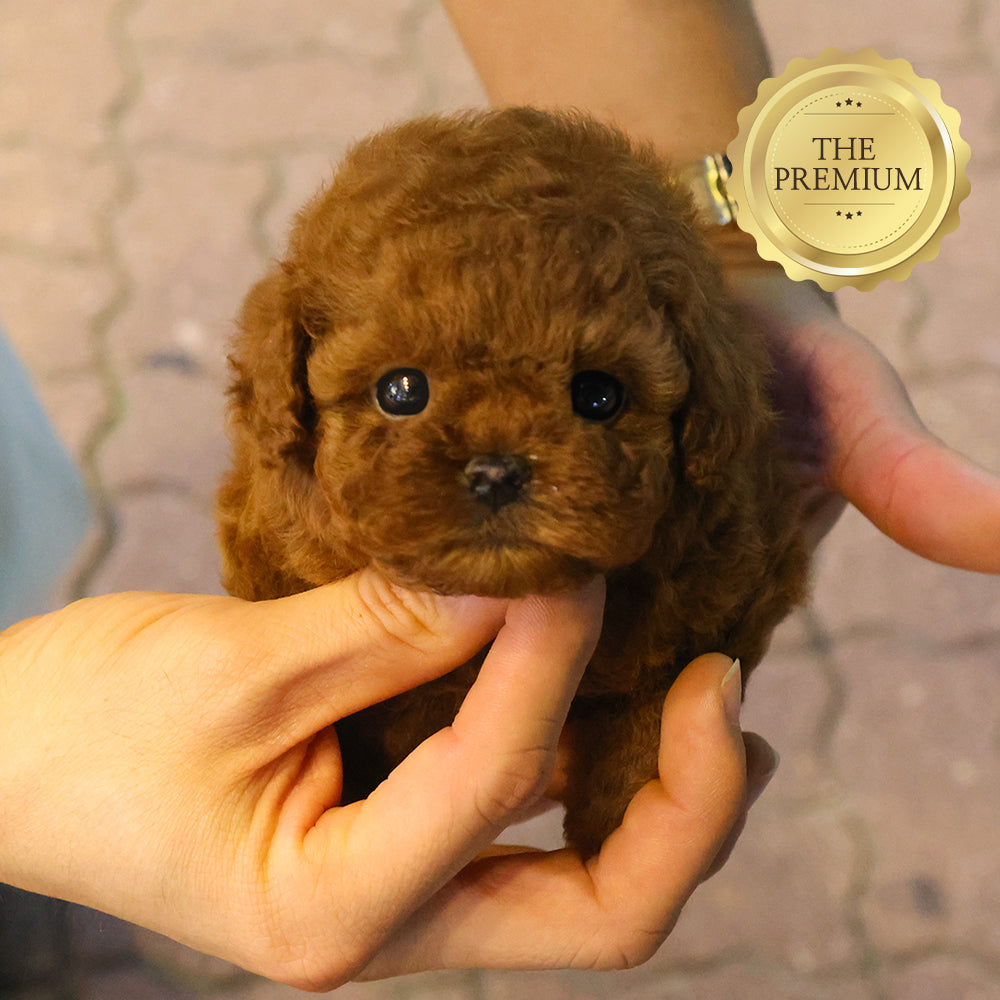 Poodle - Luan (Female) $4000
