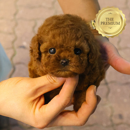 Poodle - Luan (Female) $4000