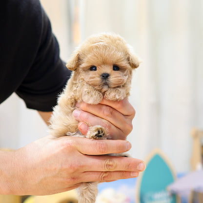 Maltipoo - Sundubu (Female) $3200