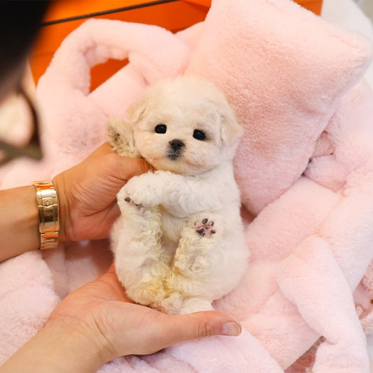 Bichonfrise - Nabi (Female)