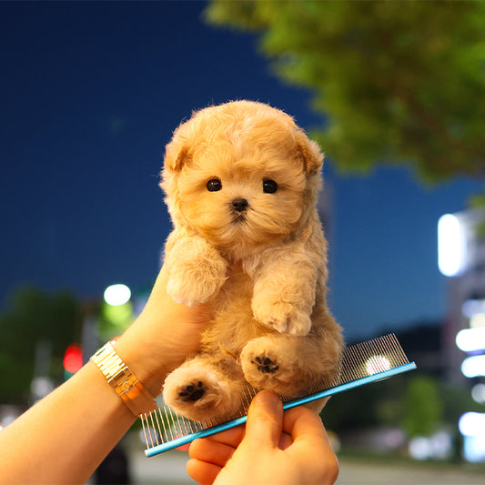 Maltipoo - Peanut (Male)