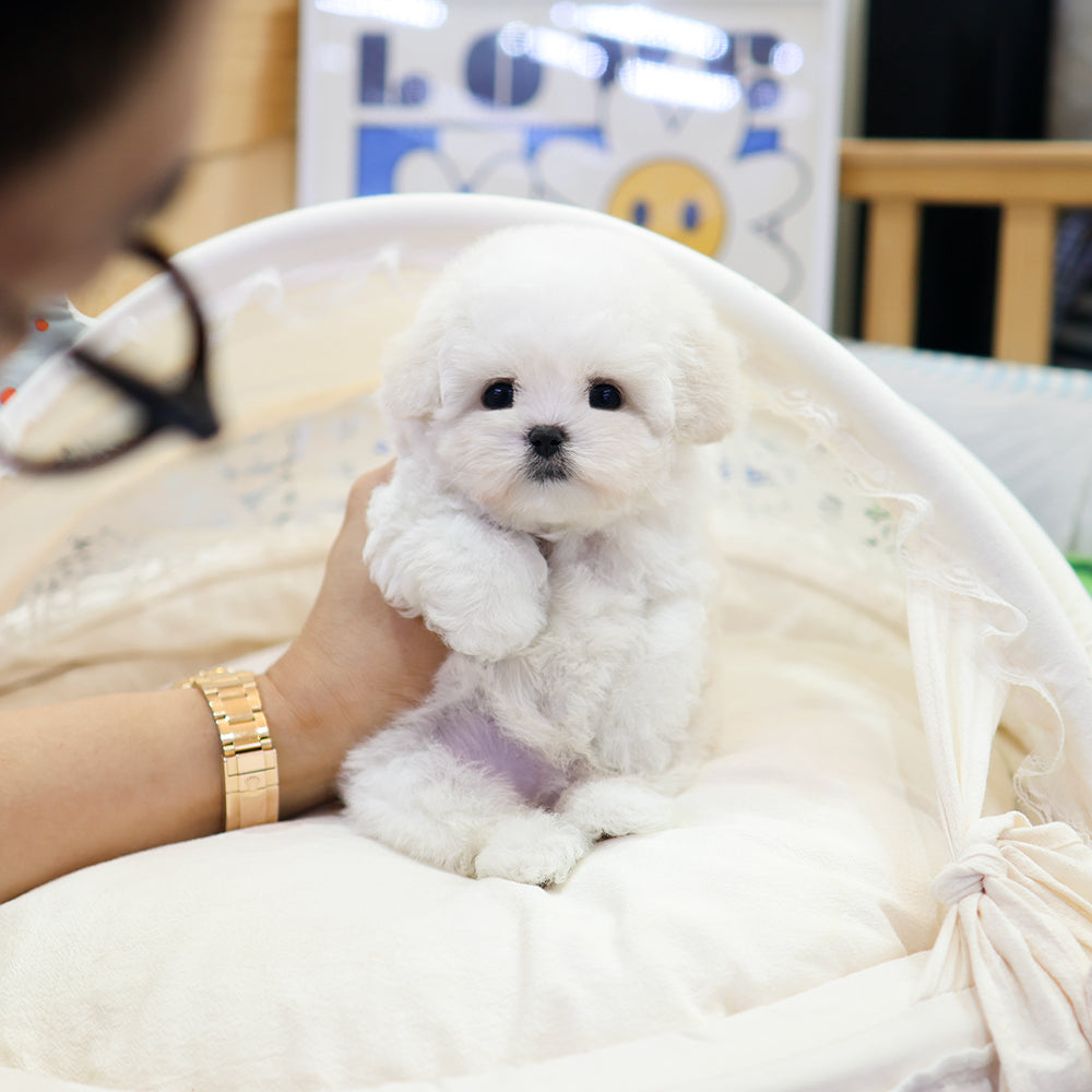 Bichinfrise - Posong (Female) $3800