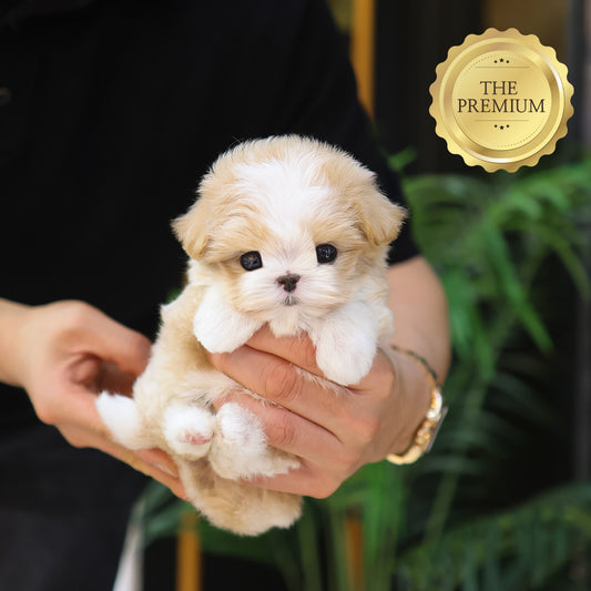 Maltipoo - Kkuna (Female) $6200