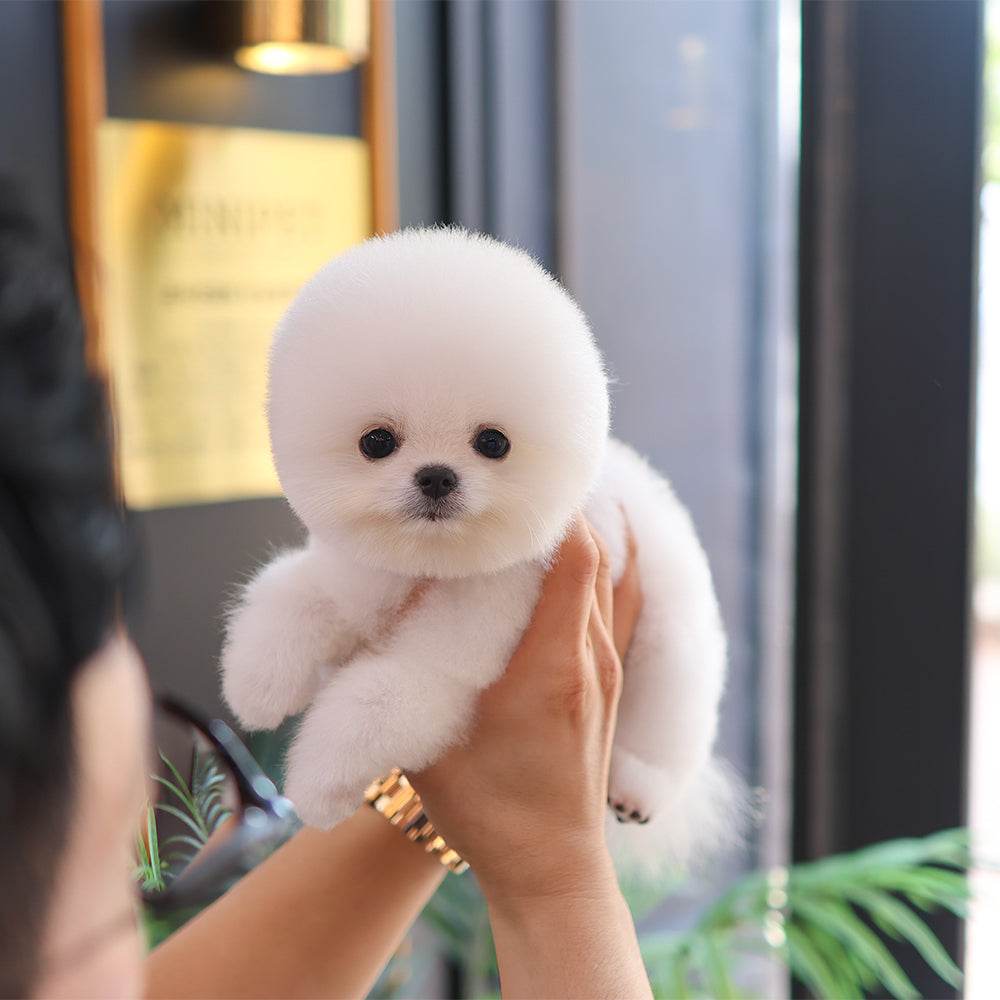 Pomeranian - Moji (Male) $2200