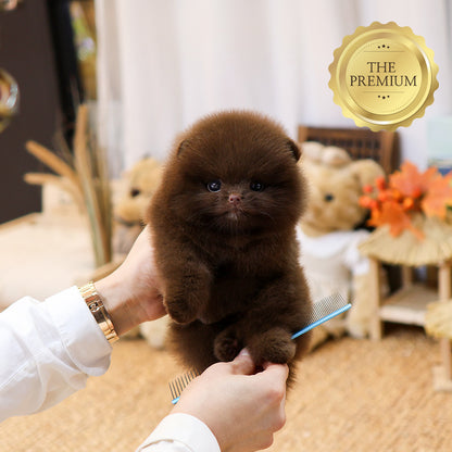 Pomeranian - Chii (Female) $5000