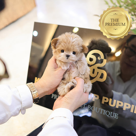 Maltipoo - Luna (Female) $5200