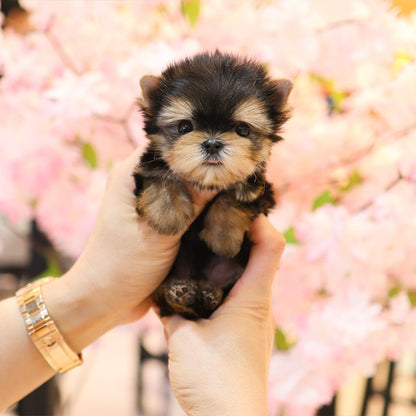 Yorkshire Terrier - Bunny (Male)