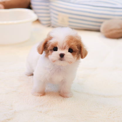 Maltipoo - Luiu (Female) $3400