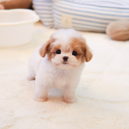 Maltipoo - Luiu (Female) $3400