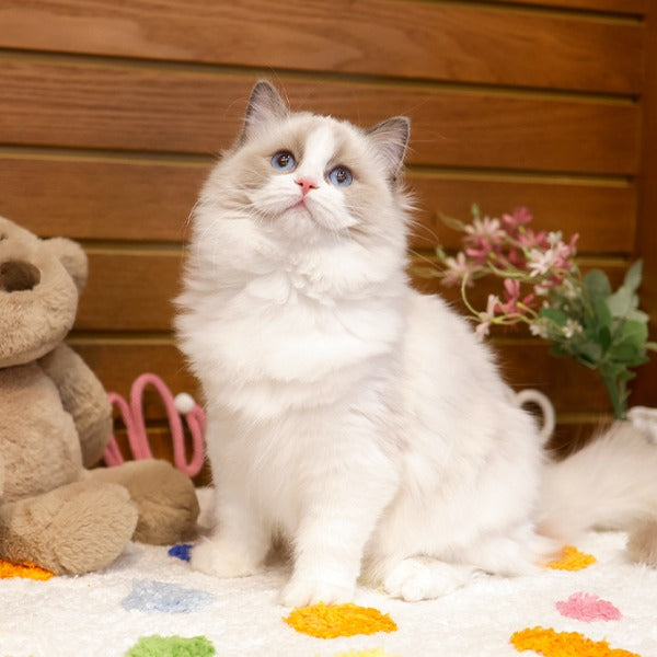 Ragdoll - Tokkaeng (Female)