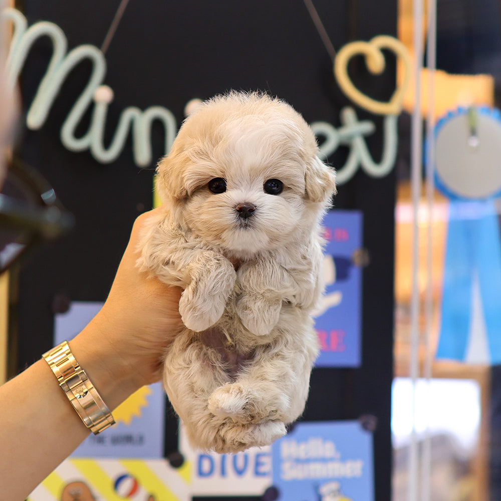 Maltipoo - Bobo (Male) $2500