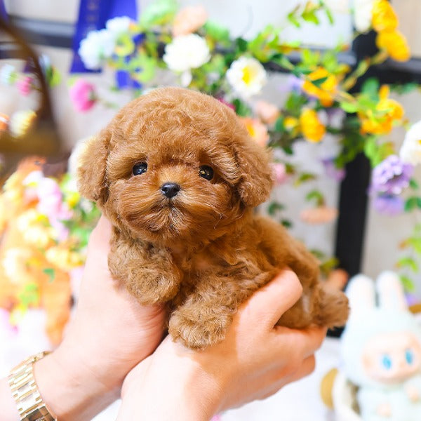 Poodle - Chyoki (Female)